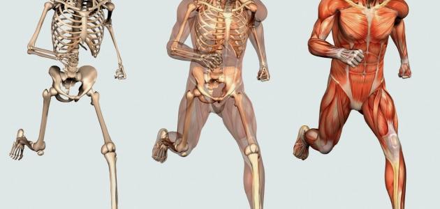 كم عدد العضلات في جسم الانسان