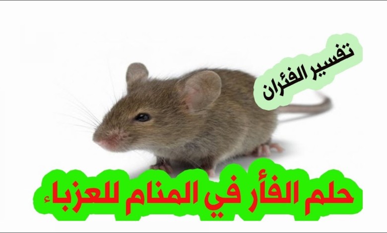 تفسير حلم الفئران للعزباء