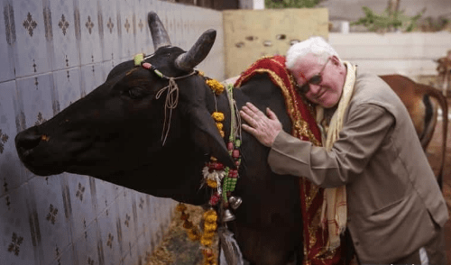 دعوات في الهند للاحتفال بـ يوم عناق البقر بدلا من عيد الحب في 14 فبراير