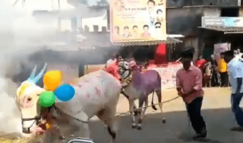 دعوات في الهند للاحتفال بـ يوم عناق البقر بدلا من عيد الحب في 14 فبراير