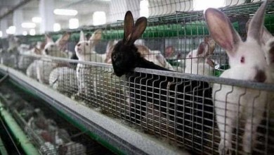 استثمار في تجارة الأرانب المنتجة للحم: أفضل السلالات والأرباح المتوقعة
