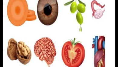 الدراسات الحديثة التى استوقفت العلماء والدارسين عن أشكال الفاكهة والخضراوات وتشابهها مع أعضاء الجسم